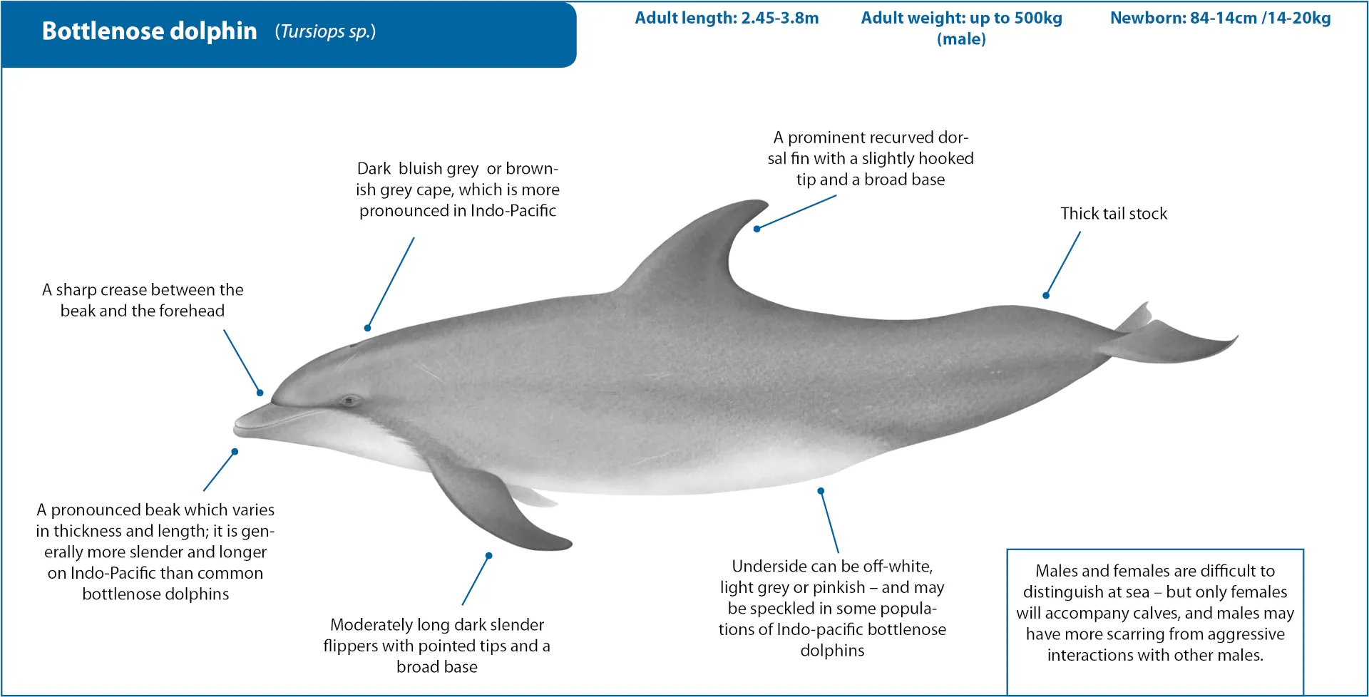 Bottlenose dolphin yacht charters Greece