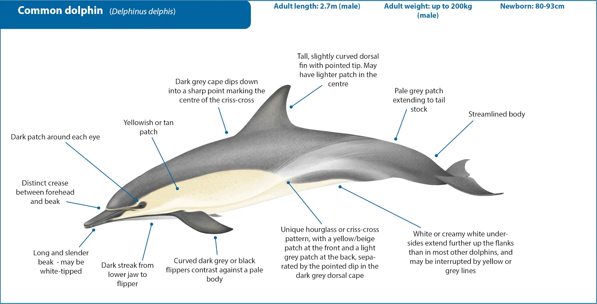 Common dolphin sailing Greece