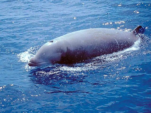 Cuviers beaked whale - Ziphius cavirostrisA curious older male near our starboard bow, very rare behaviour.
