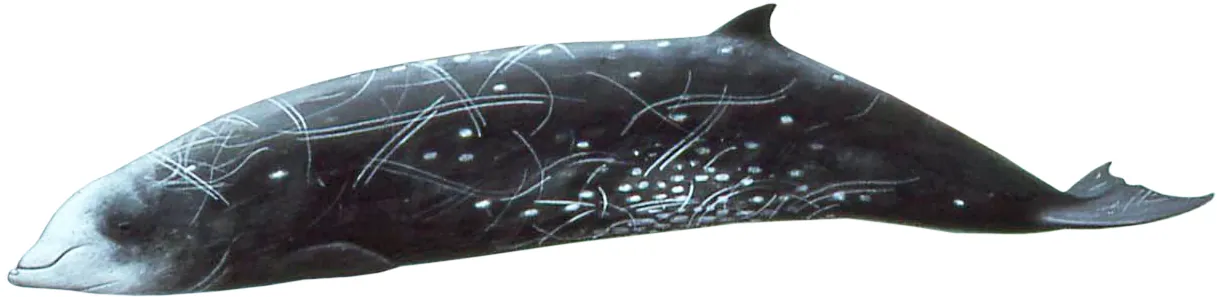 Cuvier's beaked whale sailing Greece