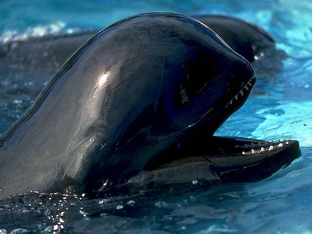 Pilot whale - Globicephala melasAlthough pilot whales occasionally eat fish, their major diet is squid. And like many other squid eaters, they have relatively few teeth - about nine in each jaw.