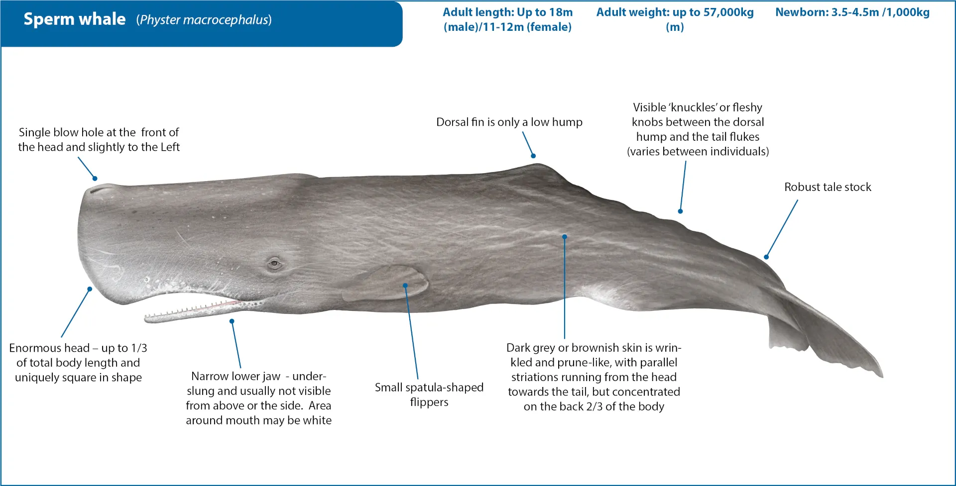 Sperm whale yacht charters Greece - whale watching