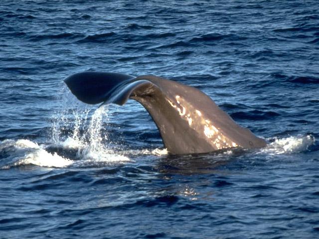 Sperm Whale - Physeter macrocephalusThis species can dive easily beyond 1000 metres deep; some researchers estimate that its maximum depth is around 3 kilometres. They start their vertical dive with this typical flukes-up position. Note the nuckles on its back.