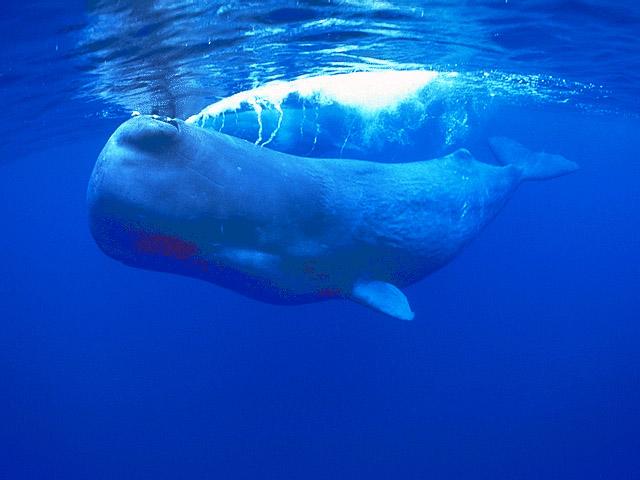 sperm-whale3.jpg