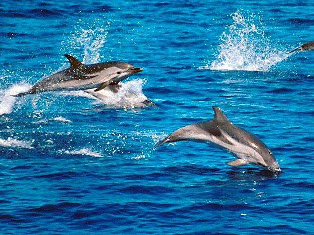 images of dolphins