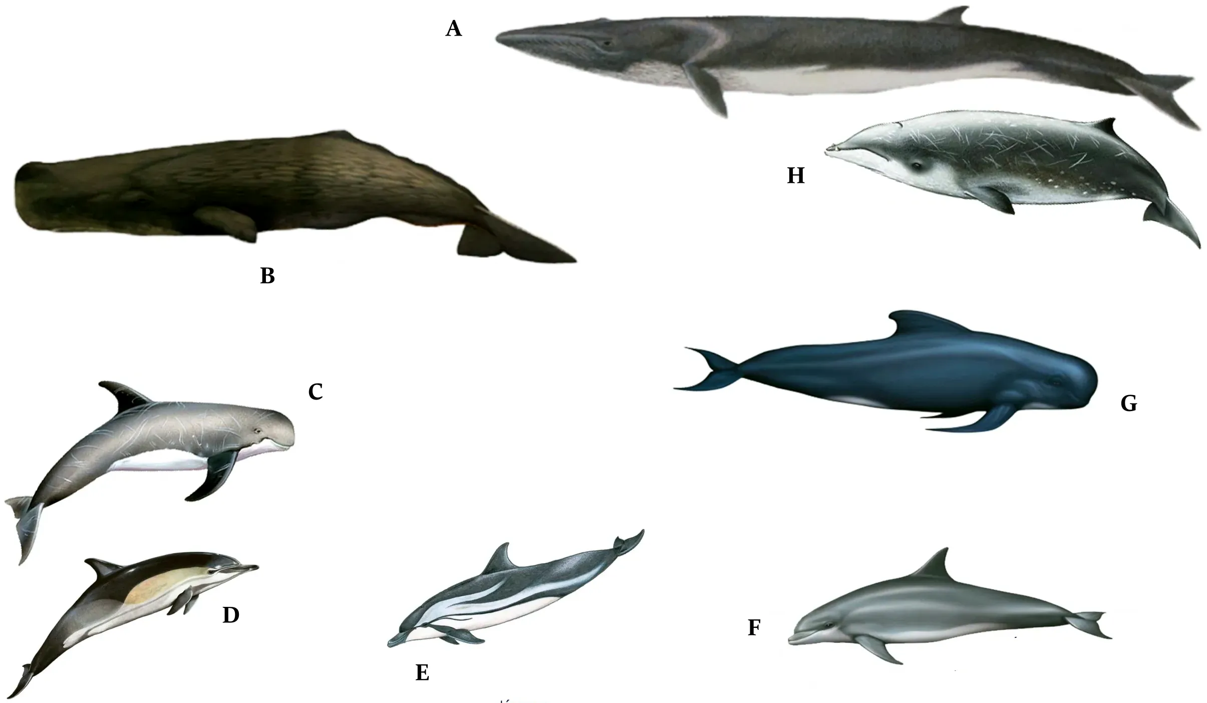 The eight most prevalent dolphins and whales of the Aegean and Ionian Seas in Greece and the adjacent Carian and Lycian coasts of Turkey.