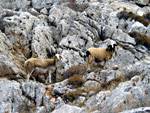 Sheep on Folegandros