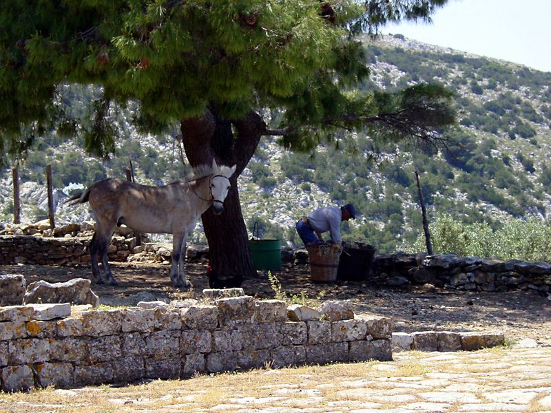 Hydra - The friendly sexton of the famous 15th c. Monastery of Profitis Ilias (and his mule) - yacht charters in Greece.