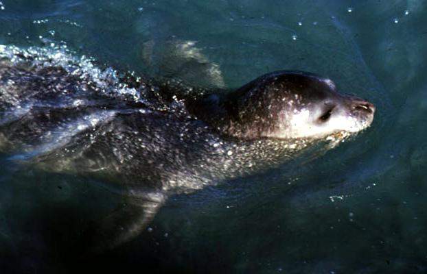 Mediterranean Monk Seal (Monachus monachus) in action.