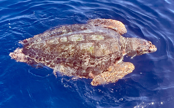 A loggerhead sea turtle (Caretta caretta) encounter, South of Skiathos.