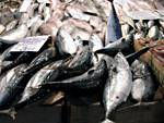 Fishes at Greek market