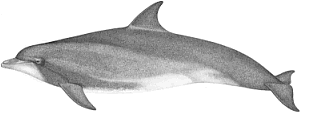 Bottlenose dolphin characteristics
