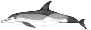Common dolphin characteristics