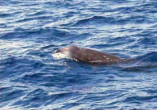 Cuviers beaked whale - Ziphius cavirostrisThis species dives typically last 20 to 40 minutes, is shy, and therefore seldom seen.