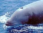 Cuviers beaked whale