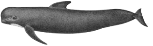 Pilot whale characteristics