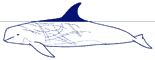 Risso's dolphin