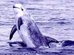 Risso dolphin