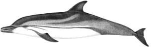 Striped dolphin characteristics