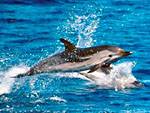 Striped dolphin