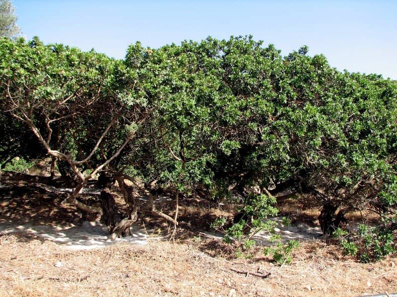 The famous mastic trees.